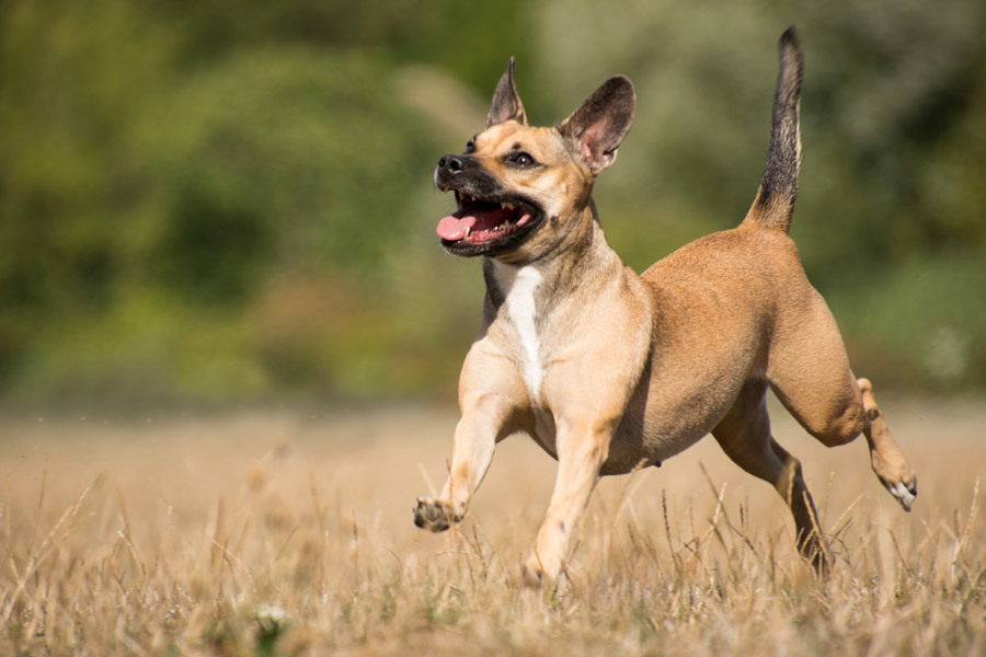 犬を英語で何という 覚えておきたい表現３選