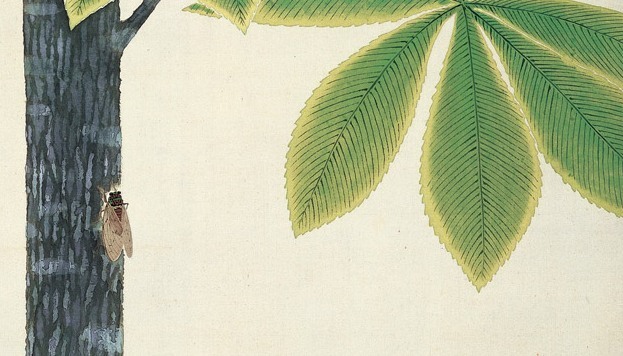 セミを英語で何という?覚えておきたい表現2選